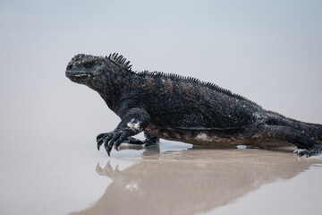 Galapagos marine iguana walking across the beach