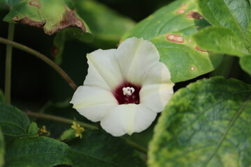 Cambodia. Ipomoea obscura, the obscure morning glory or small white morning glory, is a species of the genus Ipomoea.