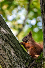 Naklejka na ściany i meble Wild Eurasian red squirrel (Sciurus vulgaris) on the tree - Kampinos National Park, Masovia, Poland