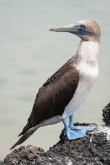 Blue footed booby on the Galapagos Islands