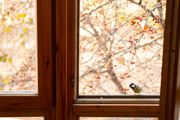 Titmouse bird sitting by the window at autumn day.
