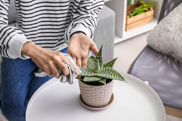 Woman wiping leaf of houseplant on table, closeup