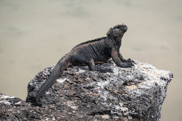 Galapagos marine iguana sunbathing on a rock