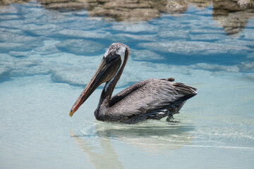 Pelican sitting on water
