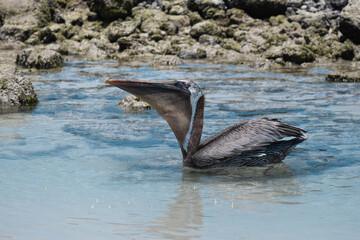 Obraz premium Pelican feeding on the water