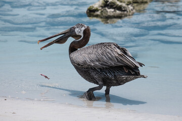 Pelican fishing as it attempts to feed