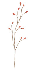 Branch painted in watercolor on a white background. Christmas , New Year , decor