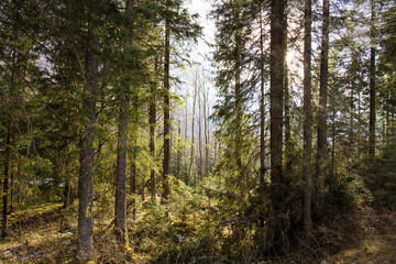 Amazing fir forest in Tatra Nature reserve  next to Zakopane