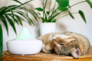 Tabby cat sleeping near home air humidifier or essential oil diffuser cleaning air and vaporizing...