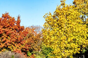 Fototapeta premium Beautiful Midwestern Fall Foliage Under Clear Skies