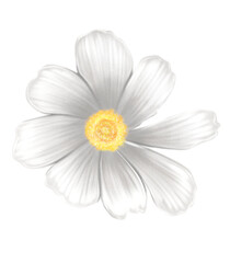 White chamomile. Isolated PNG