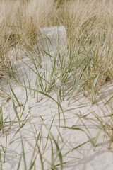 Obraz na płótnie Canvas Dried grass stems on beach with white sand. Neutral beige colours nature landscape