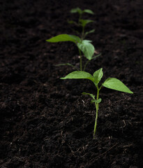 Fertile ground for cultivation. Green plant growing up from soil.