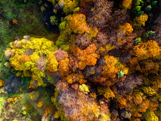 Jesienny widok na drzewa, abstrakcja