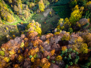 Fototapeta na wymiar Jesienny widok na drzewa, abstrakcja