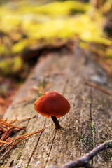 A brown mushroom growing from a tree branch in the forest
