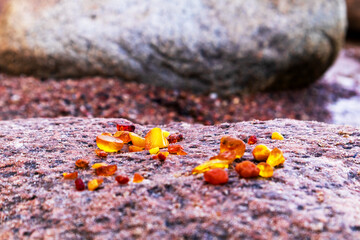 Small bright yellow ambers in the baltic sea and sand with rocks