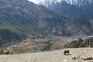 Annapurna Circuit, Himalaya, Nepal, High mountains, lake, Tilicho, trekking, hiking, river, snow Mointains