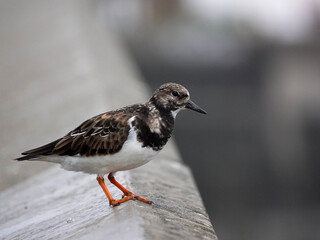 ruddy turnstone  Arenaria interpres
