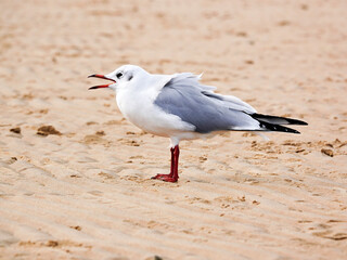 seagull on the beach black headed gull
