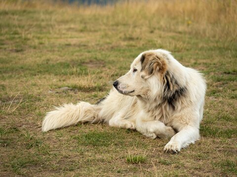 Closeup shot of a white Aidi lying on the grass