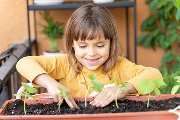 Little girl gardener plants cucumber seedlings at home on the balcony. Child grows seedlings of...