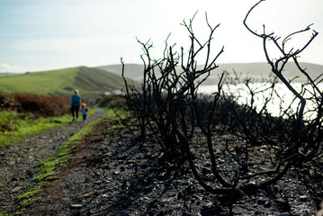 Burnt Gorse in Devon