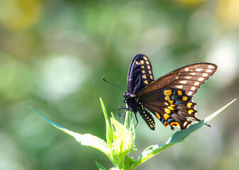 Fototapeta premium Black Swallowtail resting along the Shadow Creek Ranch Nature Trail in Pearland, Texas!
