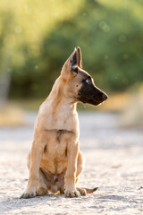 Belgian shepherd puppy looking cute in sunset light