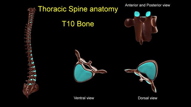 Thoracic spine T 10 bone anatomy for medical concept 3D animation