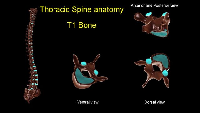 Thoracic spine T 1 bone anatomy for medical concept 3D animation