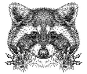 Vintage engrave isolated raccoon set illustration cut ink sketch. Wild pet background line racoon art