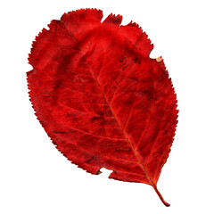 Cracked decorative dark red autumn leaf isolated on whi