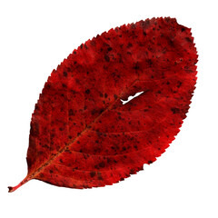 Decorative spotty beautiful dark red autumn leaf isolated on white