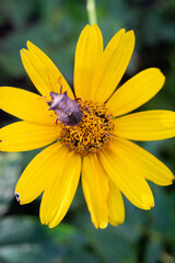 bug on yellow flower