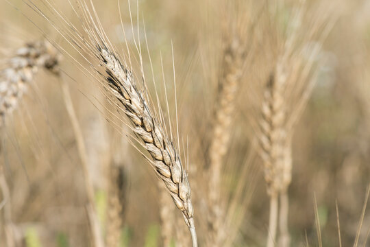 Ripe ears of wheat. Common bunt is a disease of spring and winter wheats.