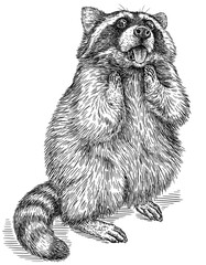 Vintage engrave isolated raccoon set illustration cut ink sketch. Wild pet background line racoon art © Turaev