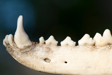 Animal jaw. Dogs jaw bone with the teeth on the simple background.