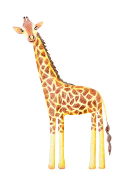 Giraffe hand drawn illustration painted in childish style with watercolor and colored pencil. African, asian, tropical, jungle or zoo wild animal, cute abstract character