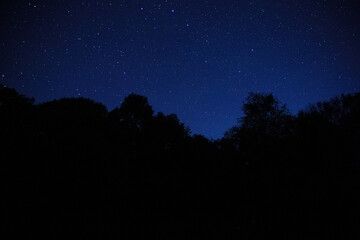 The landscape of the starry sky through the silhouette of tree branches. Night sky scenery in the...