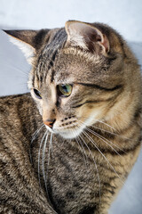 Tabby kitten sitting on a gray background and looks down.