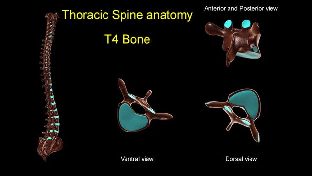 Thoracic spine T 4 bone anatomy for medical concept 3D animation