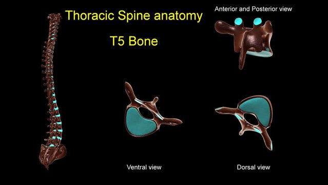 Thoracic spine T 5 bone anatomy for medical concept 3D animation