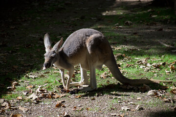 An adorable single kangaroo bending over to the ground