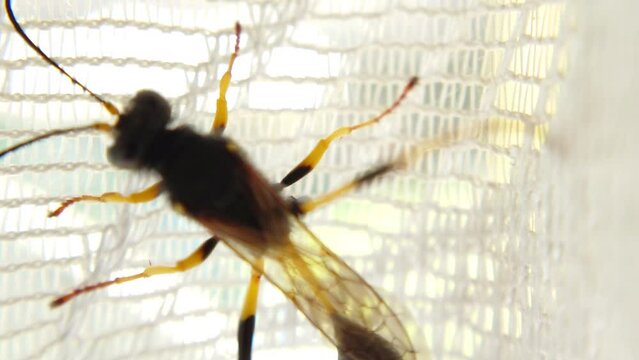 Yellow-legged mud wasp moves along the curtain