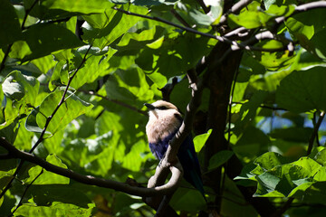 A small Light brown headed and blue body bird