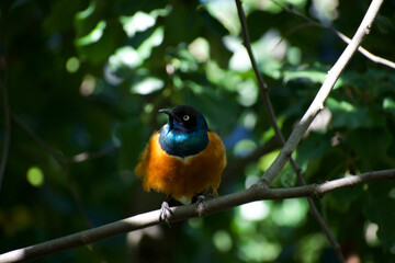 Blue headed orange breasted colorful exotic bird