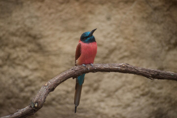 blue headed pink breasted red winged tropical bird on a branch