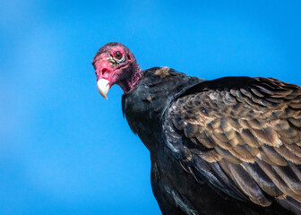 Close-up of a Vulture keeping watch over Clear Creek!