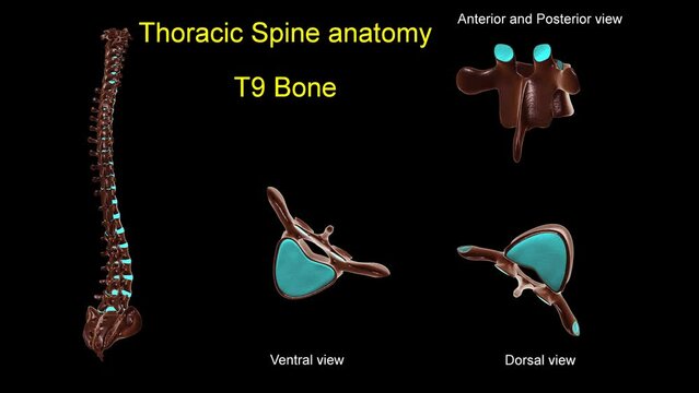 Thoracic spine T 9 bone anatomy for medical concept 3D animation